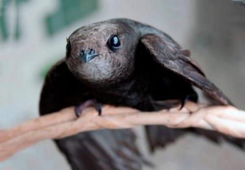 Кукушка улетает на юг. Список перелетных птиц