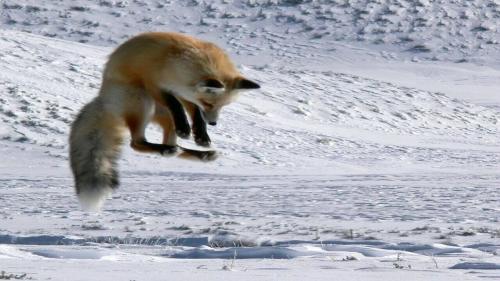 Факты о лисе. Самое интересное о лисах