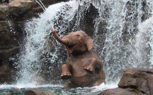 Интересные факты про слонов. Интересные факты о слонах. 04