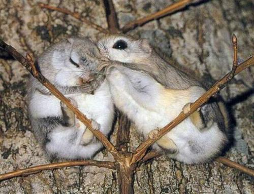 Интересные факты о белке летяге. Белка-летяга: все секреты необычного животного