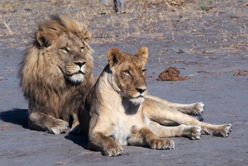 Интересные факты о львах. Топ 18 фактов 22