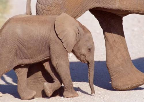 Муст у слонов. Как размножаются слоны