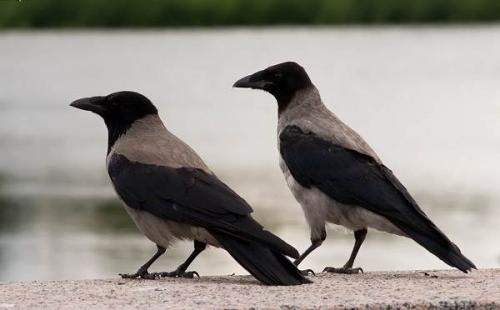 Ворона это животное. Описание и особенности