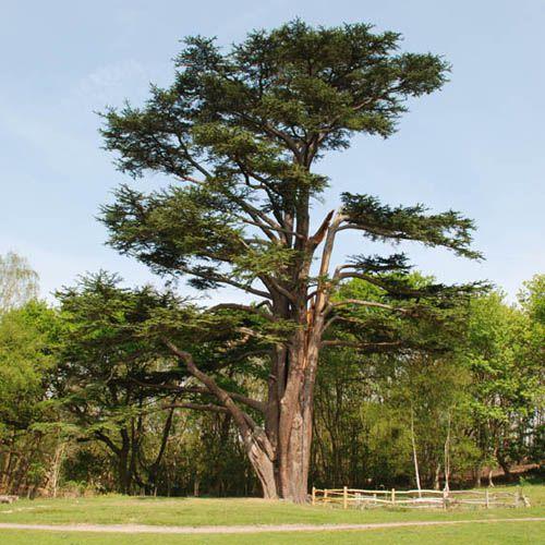 Интересные факты о народах Сибири. Несколько интересных фактов о Сибири