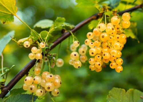 Про ягоды интересные факты. 15 интересных фактов о «ягодах жизни» — финиках (1 фото) 04