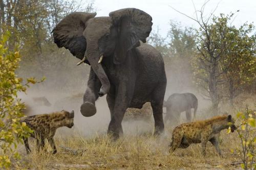 Уши слона. Знаете ли вы, что?