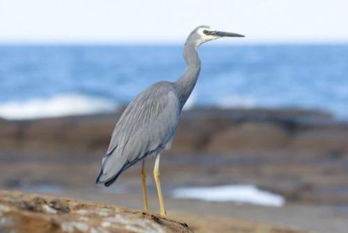 Кукушка улетает на юг. Список перелетных птиц