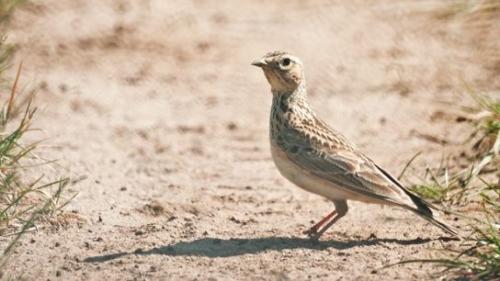 Кукушка улетает на юг. Список перелетных птиц