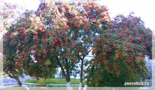 Интересные факты архангельская область. Интересные факты об Архангельске 09