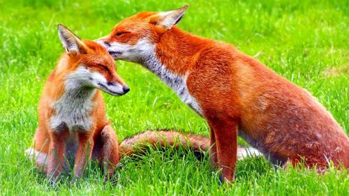 Факты о лисе. Самое интересное о лисах