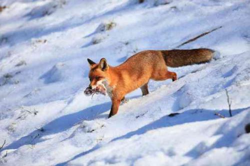 Интересные факты заяц. ИНТЕРЕСНЫЕ ФАКТЫ – ЗАЙЦЫ (10 ФОТО) 04