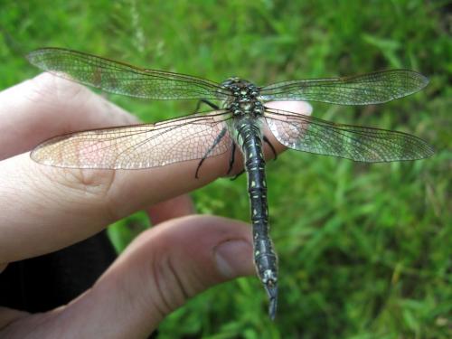 Интересные факты о стрекозе. Интересные факты про стрекоз 16