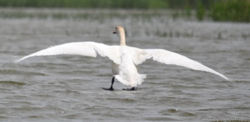 Интересные факты лебеди. Описание птицы 10