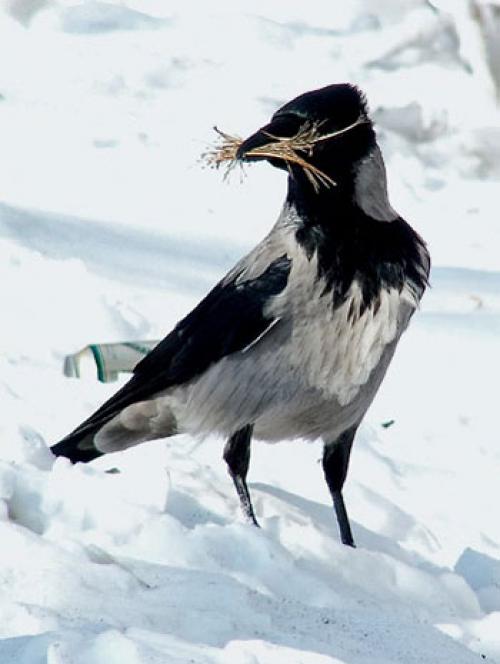 Интеллект вороны. Насколько умны серые вороны в закладки