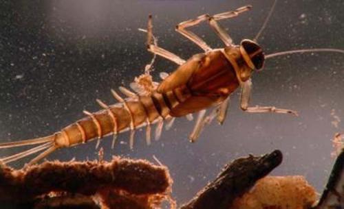 Интересные факты о подёнках. Поденки