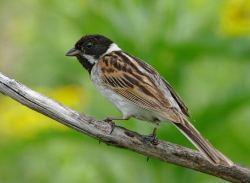 Кукушка улетает на юг. Список перелетных птиц