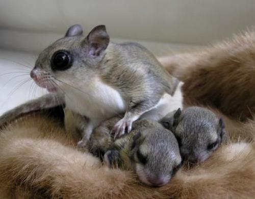 Интересные факты о белке летяге. Белка-летяга: все секреты необычного животного