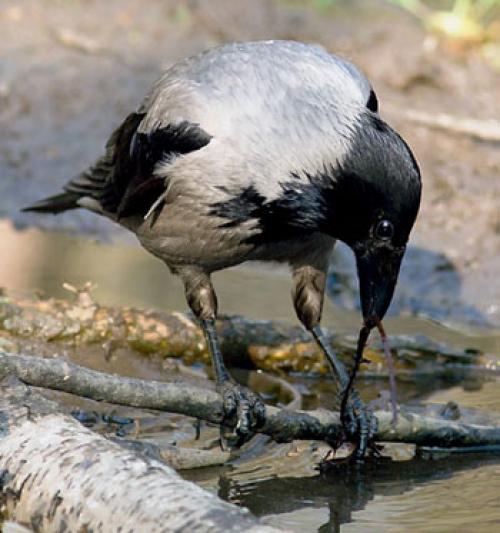 Интеллект вороны. Насколько умны серые вороны в закладки