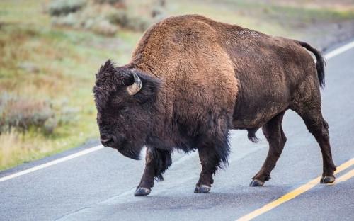 Интересные факты о зубрах для детей. Интересные факты о зубрах 01