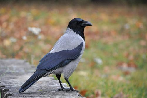 Интересные факты о воронах для детей. Интересные факты о воронах 15