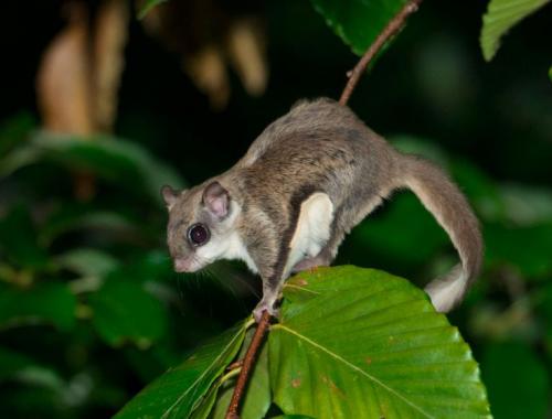 Интересные факты о белке летяге. Внешний вид