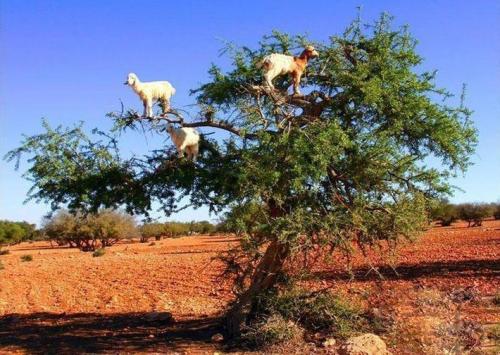 Марокко интересные факты. 13 неизвестных фактов о Марокко 09