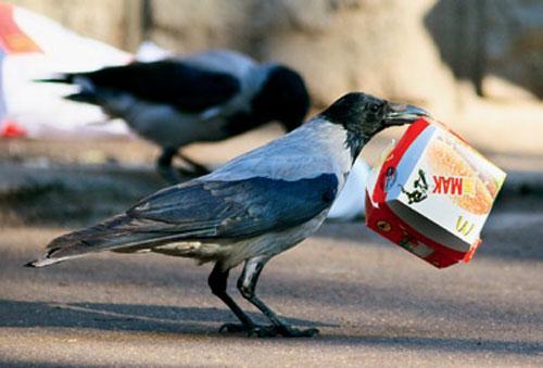 Интеллект вороны. Насколько умны серые вороны в закладки