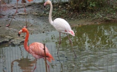 Фламинго факты о. Интересные факты о фламинго 13
