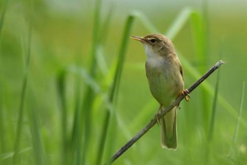 Кукушка улетает на юг. Список перелетных птиц