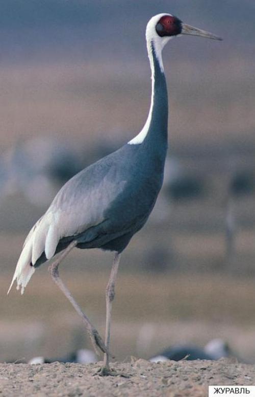 Интересные факты о журавлях. Внешний вид и особенности 01