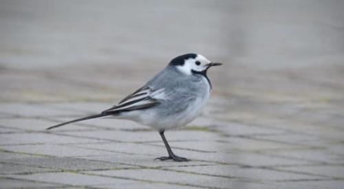 Кукушка улетает на юг. Список перелетных птиц