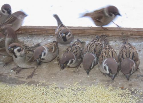 Интересные факты о воробьях 24 Интересные факты о воробьях 24