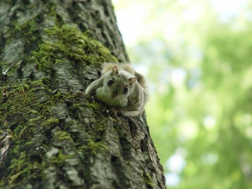 Интересные факты о белке летяге. Белка-летяга: все секреты необычного животного