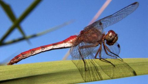 Интересные факты о стрекозе. Интересные факты про стрекоз 20