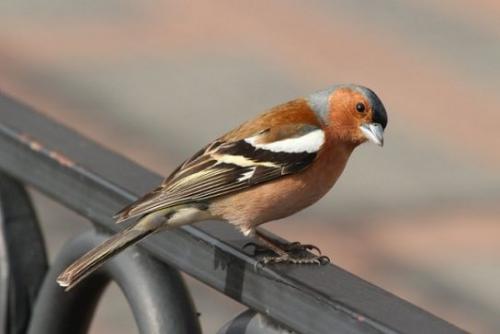 Кукушка улетает на юг. Список перелетных птиц