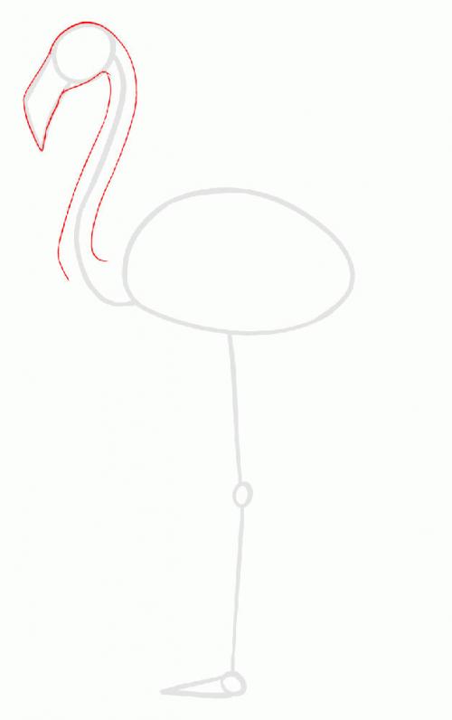 Фламинго факты о. Интересные факты о фламинго 06