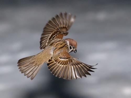 Интересные факты о воробьях