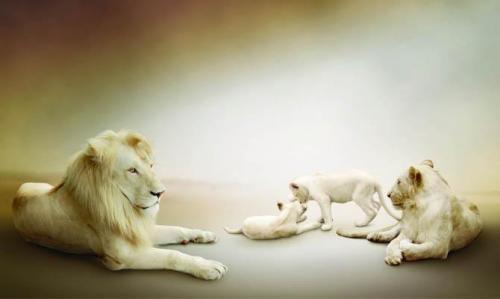 Интересные факты о львах. Топ 18 фактов