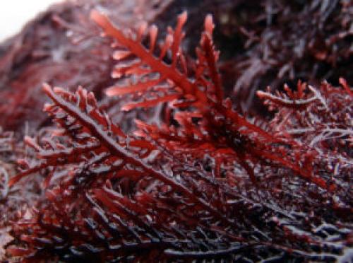 Красные водоросли интересные факты. Красные водоросли в аквариуме