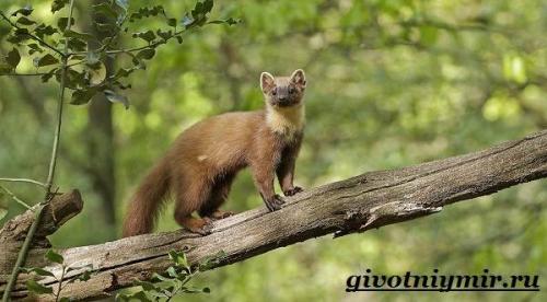 Жизнь куницы в природе. Особенности и среда обитания лесной куницы