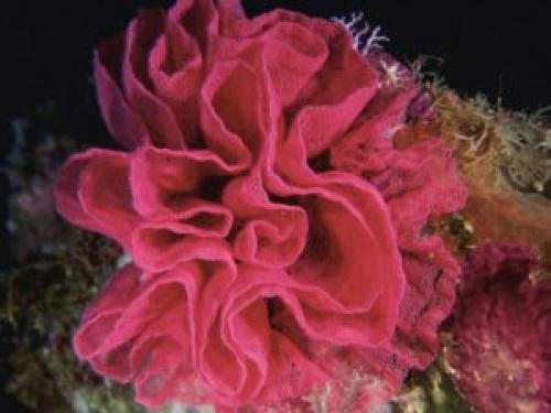 Красные водоросли интересные факты. Красные водоросли в аквариуме