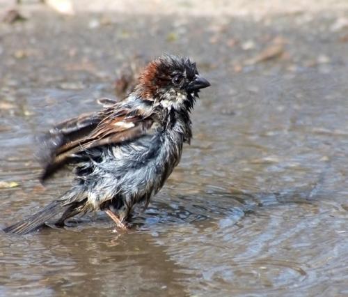 Интересные факты о воробьях