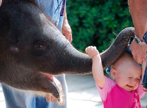 Вопрос про слона. Загадка про слона для детей: 28 лучших