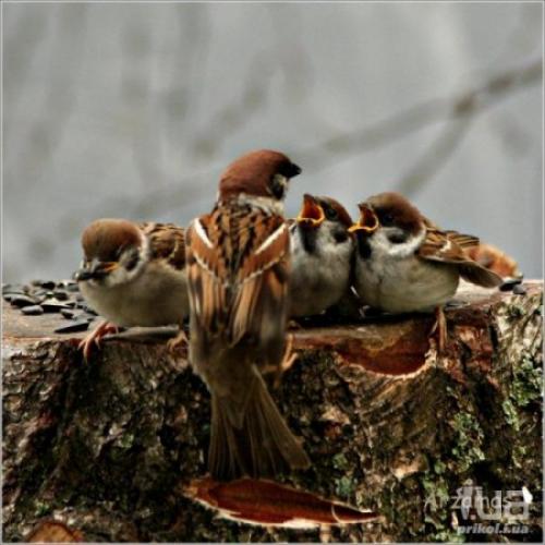 Интересные факты о воробьях