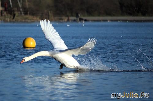 Интересные факты лебеди. Описание птицы 07