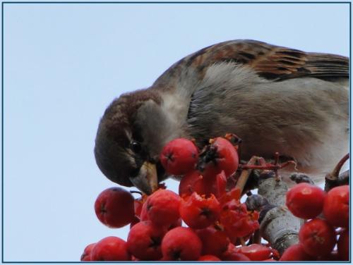 Где живут воробьи. Птица воробей: описание с фото, видео и картинками, где живет, чем питается, слушать пение воробушка.
