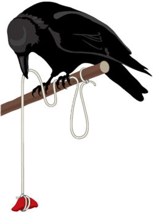 Интеллект вороны. Насколько умны серые вороны в закладки