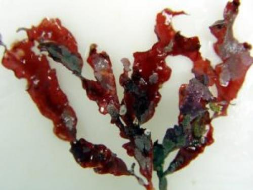 Красные водоросли интересные факты. Красные водоросли в аквариуме