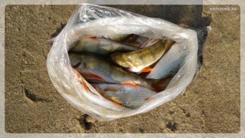 Интересные факты архангельская область. Интересные факты об Архангельске 04