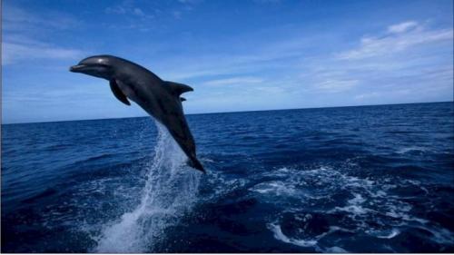 Интересное о дельфинах. 10 интересных фактов о дельфинах (10 фото) 09